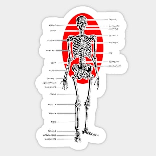 Skeleton Anatomy Identifiable Bones Sticker